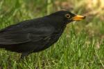 Amsel