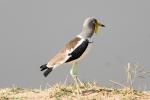 Weißscheitelkiebitz, white-crowned lapwing1