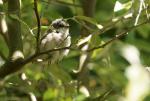 Klappergrasmücke Jungvogel im Weidengezweig