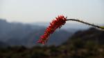 Ocotillo