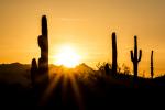 Saguaro Sunset