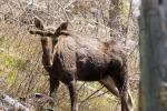 (127)	Da steht ein Moose auf dem Trail…