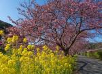 Frühling,Kirschen