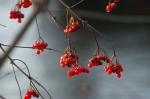 Beeren im Winter