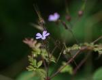 Wald Storchschnabel