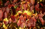 Herbstlicher Blätterwald