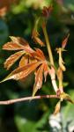 Blatt im Garten