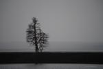 Baum am Lake Yellowstone