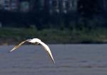 Flug über den Rhein