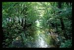 Bergisches Land - Die Dhünn bei Altenberg