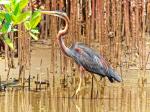 Grauer Reiher vor Mangrovenwald