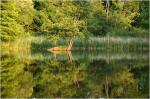 Teich im Park von Sanssouci 2