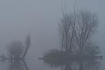 See im Nebel_3