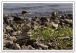 Steine am Rheinufer
