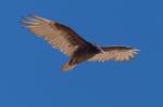 Greifvogel am Bryce Canyon