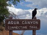 BRYCE NP Trail