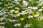 Blumenwiese im Garten