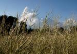 Cumulus hinter Feld