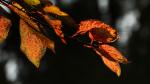 Herbst7