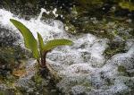 Pflanze neben Wasserstrahl