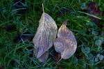 Herbst im Garten