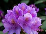 rhododendron