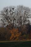 Herbsttestbild 2