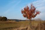 Herbstlicher Baum