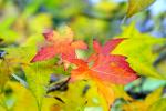 Der Herbst malt mit den schönsten Farben