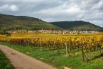 Herbst im Pfälzer Weinland 9