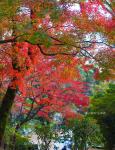 Herbst in Japan