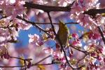 Kirschblüten mit Vogel