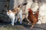 Katze und Huhn