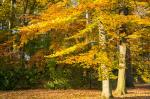 Herbststimmung auf dem Friedhof I