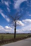 Baum_mit_Wolken2
