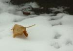 Blatt auf Schnee