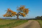 Herbst Bullach 7