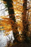 Herbst 2c