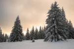 Schwarzwald Wintertraum