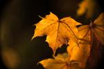 Herbstblätter