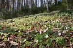 Fühling! Frühling!