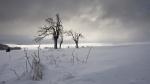 Baum im Sturm2