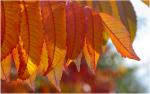 Herbstfarben #2