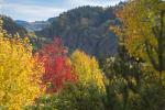 Herbstwald