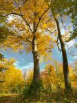 Herbst in München