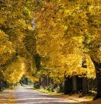 Farbwolken im Herbstlicht