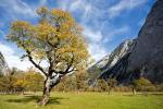 Herbst auf dem Großen Ahornboden -I-