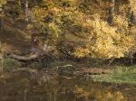 Herbst am Weiher