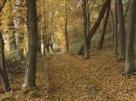 Herbstwald