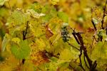 Weinberg Herbst